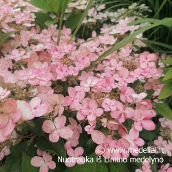 Hortenzija šluotelinė (Hydrangea paniculata) 'Polestar' žemaūgė labai gausiai žydinti rausvėja