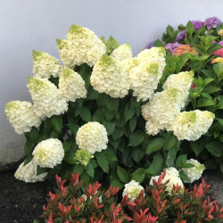 Hortenzija šluotelinė (Hydrangea paniculata) 'Magical Mont Blanc' žalsvai balti dideli žiedai tvirtos šakos