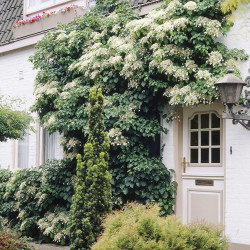 Hortenzija laipiojančioji (Hydrangea petiolaris) nereikia atramos stambūs žiedai