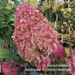 Hortenzija šluotelinė (Hydrangea paniculata) 'Magical Candle' didelis pilnas rausvėjantis žiedas