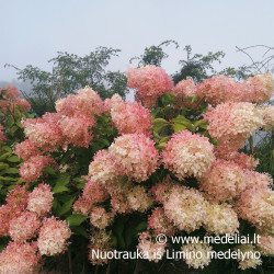 Hortenzija šluotelinė (Hydrangea paniculata) 'Grandiflora' pilnas rausvėjantis žiedas