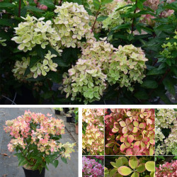 Hortenzija šluotelinė (Hydrangea paniculata) 'Pastelgreen'  įvairiaspalviai žiedai krūmas nereiklus