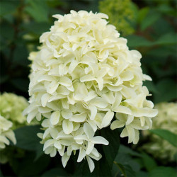 Hortenzija šluotelinė (Hydrangea paniculata) 'Skyfall' žemaūgė pilno žiedo