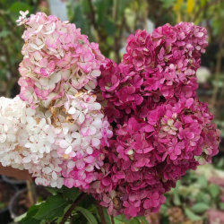 Hortenzija šluotelinė (Hydrangea paniculata) 'Fraise Melba' ryški pilno rausvėjančio žiedo