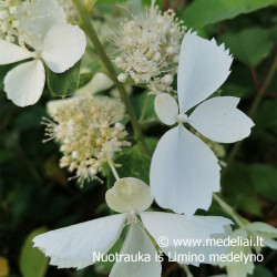 Hortenzija šluotelinė (Hydrangea paniculata) balti karpyti žiedlapiai