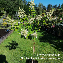 Hortenzija šluotelinė (Hydrangea paniculata) Medelis hortenzija ant koto žiedai balti rausvi