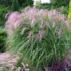 Miskantas kininis (Miscanthus sinensis) 'Flamingo' rausvos svyrančios šluoteles varpines žolės