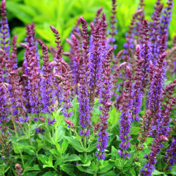 Šalavijas gojinis (Salvia nemorosa)  'Ostfriesland' mėlyni violetiniai žiedai tnkus krūmelis daugiametė gėlė