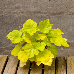 Alūnė (Heuchera) 'World Caffe Romano' geltonlapė visžalė daugiametė pavėsio gėlė