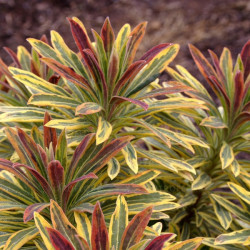 Karpažolė (Euphorbia x martinii) 'Ascot Rainbow' margais lapais daugiametė gėlė