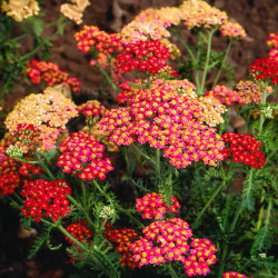 Kraujažolė (Achilea millefolium) 'Paprika' rausva geltona raudona oranžinė daugiametė gėlė lengvai auginama