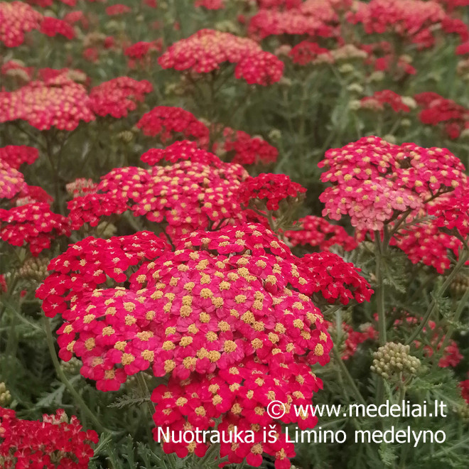 Kraujažolė (Achilea millefolium) 'Paprika' rausva geltona raudona oranžinė daugiametė gėlė lengvai auginama