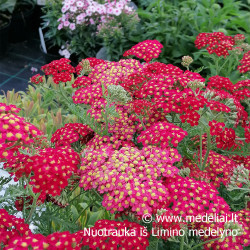 Kraujažolė (Achilea millefolium) 'Paprika' rausva geltona raudona oranžinė daugiametė gėlė lengvai auginama