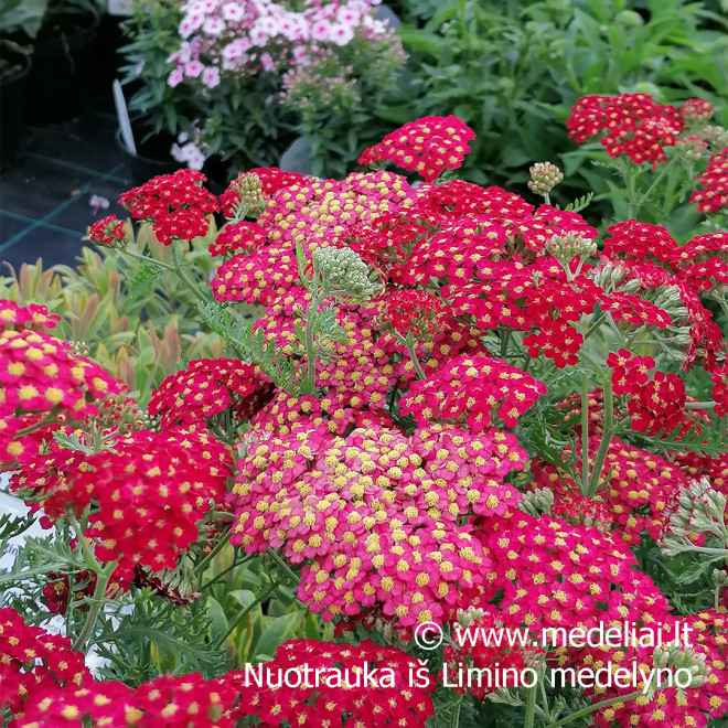 Kraujažolė (Achilea millefolium) 'Paprika' rausva geltona raudona oranžinė daugiametė gėlė lengvai auginama