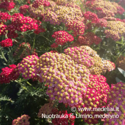 Kraujažolė (Achilea millefolium) 'Paprika' rausva geltona raudona oranžinė daugiametė gėlė lengvai auginama