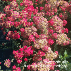 Kraujažolė (Achilea millefolium) 'Paprika' rausva geltona raudona oranžinė daugiametė gėlė lengvai auginama