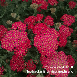 Kraujažolė (Achilea millefolium) 'Paprika' rausva geltona raudona oranžinė daugiametė gėlė lengvai auginama