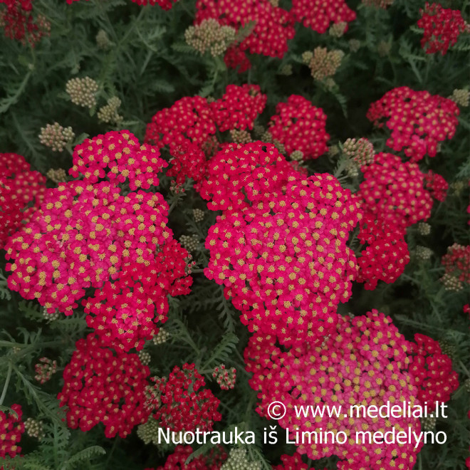 Kraujažolė (Achilea millefolium) 'Paprika' rausva geltona raudona oranžinė daugiametė gėlė lengvai auginama
