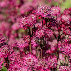 Astrancija (Astrantia major) 'Astra Red' rausvais žiedai daugiametė gėlė