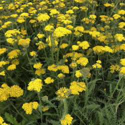 Kraujažolė (Achillea millefolium) 'Little Moonshine' geltonais žiedais daugiametė gėlė lengvai auginama