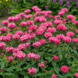 Monarda (Monarda ) 'Pink Lace' rausvi žiedai daugiametė gėlė ryškus akcentas