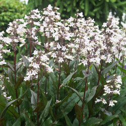 Penstemonas (Penstemon digitalis) 'Husker Red' balti žiedai raudoni lapai daugiametė gėlė