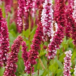 Rūgtis (Persicaria affinis) 'Darjeeling Red žemaūgė šliaužianti daugiametė gėlė žiedai balti ir rausvi