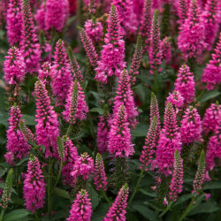 Veronika (Veronica spicata) 'Bublegum Candles' žemaūgė daugiametė gėlė rausvais žiedais