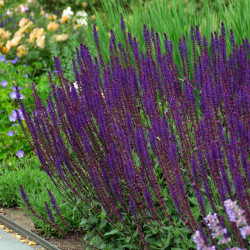 Šalavijas gojinis (Salvia nemorosa)  'Caradonna' ryškiais mėlynais voletiniaias žiedais daugiametė gėlė