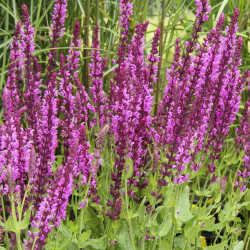 Šalavijas gojinis (Salvia nemorosa)  'Pink Beauty' rausvais žiedais daugiametė gėlė