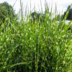 Miskantas kininis (Miscanthus sinensis) 'Strictus Dwarf' varpine žolė margais lapais