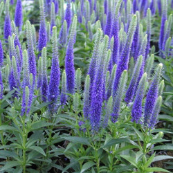 Veronika (Veronica spicata) 'Ulster Blue Dwarf' mėlynais žiedais daugiametė gėlė