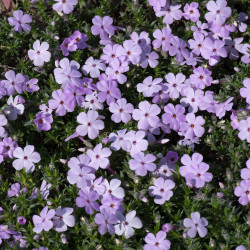 Flioksas duglaso (Phlox douglasii) 'Lilac Cloud' šliaužianti kiliminė daugiametė gėlė violetiniai rausvais alyviniais žiedais