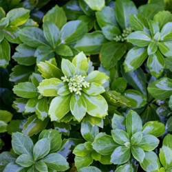 Pachisandra viršūnžiedė (Pachysandra terminalis) 'Green Sheen' kiliminė žemaūgė daugiametė gėlė tinka pavėsiui