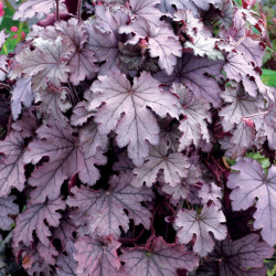 Heicherelė (Heucherella) 'Plum Cascade' daugiametė gėlė pavėsis violetiniai lapai balti žiedai