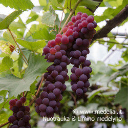 Vynmedis (Vitis) 'Swenson Red' vynuoges sodinukai rausvos uogos