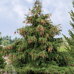 Picea abies) 'Acrocona medelis rausvais konkorežiais