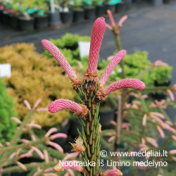 Eglė paprastoji (Picea abies) 'Roseum' jauni ūgliukai rausvi