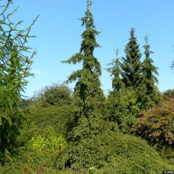 Eglė paprastoji (Picea abies) 'Rothenhaus' medelis siaura svyrančia laja šakomis