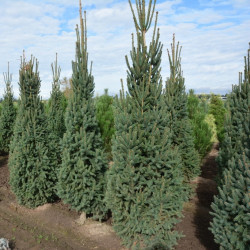 Eglė paprastoji (Picea abies) 'Cupressina' koloniškas medelis