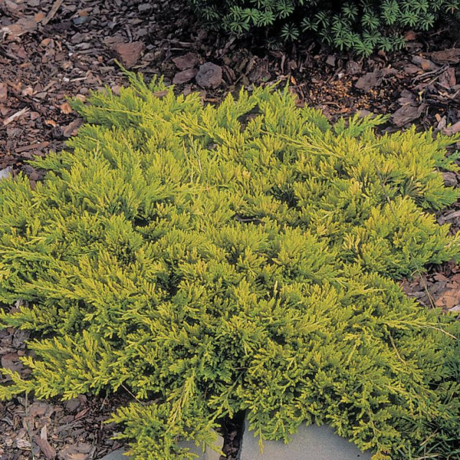 Kadagys horizontalusis (Juniperus horizontalis) 'Golden Carpet' geltonas kiliminis šliaužiantis krūmas