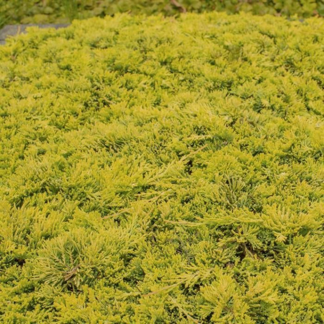 Kadagys horizontalusis (Juniperus horizontalis) 'Golden Carpet' geltonas kiliminis šliaužiantis krūmas