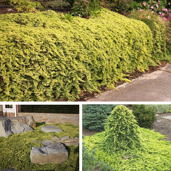 Kadagys horizontalusis (Juniperus horizontalis) 'Golden Carpet' geltonas kiliminis šliaužiantis krūmas