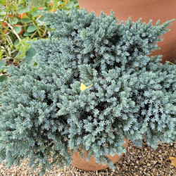 Kadagys žvynuotasis (Juniperus squamata) 'Blue Star' kompaktiškas mėlynais spygliais krūmas