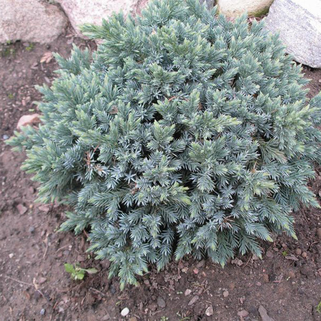 Kadagys žvynuotasis (Juniperus squamata) 'Blue Star' kompaktiškas mėlynais spygliais krūmas