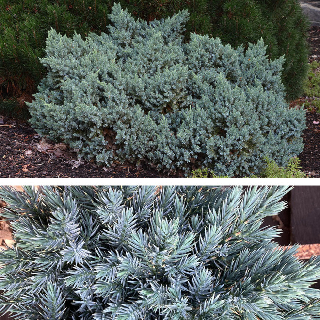 Kadagys žvynuotasis (Juniperus squamata) 'Blue Star' kompaktiškas mėlynais spygliais krūmas