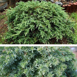 Kadagys pajūrinis (Juniperus conferta) 'Schlager' šliaužiantis kiliminis žalias krūmas
