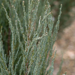 Kadagys uolinis (Juniperus scopulorum) 'Blue Arrow' koloniškas medelis melsvais spygliais tinka gyvatvorei