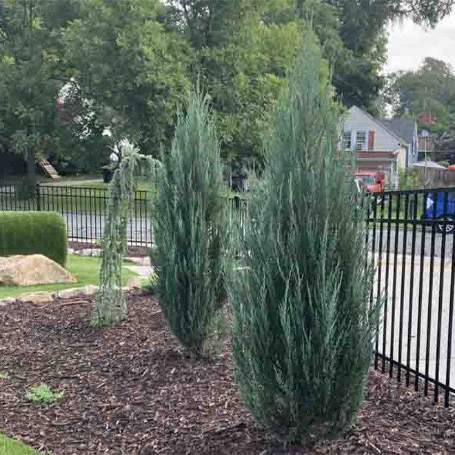 Kadagys uolinis (Juniperus scopulorum) 'Blue Arrow' koloniškas medelis melsvais spygliais tinka gyvatvorei