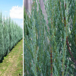 Kadagys uolinis (Juniperus scopulorum) 'Blue Arrow' koloniškas medelis melsvais spygliais tinka gyvatvorei